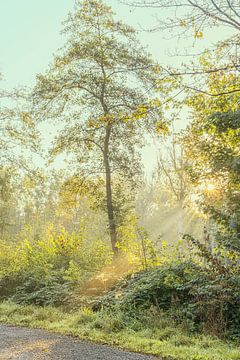 Zonneharpen in het Zuigerplasbos. van Alie Ekkelenkamp
