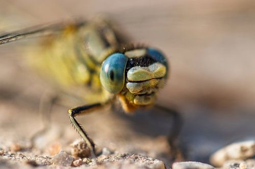 PLasrombout van voren