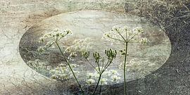 Herbe à la flûte. Style japonais. Wabi-Sabi.