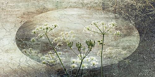 Fluitenkruid. Japandi stijl. Wabi-Sabi.