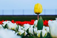 Yellow tulip among white ones