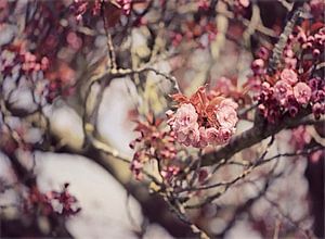 japanische Kirsche in Blüte! von Els Fonteine