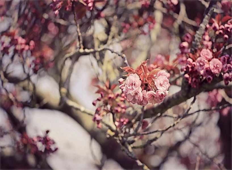 japanese cherry in bloom! by Els Fonteine