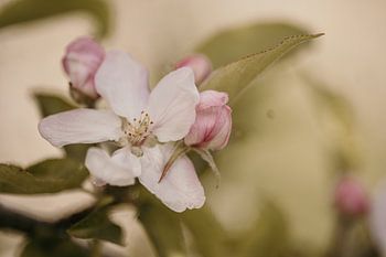 Apple blossom close-up