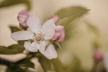 Apple blossom close-up by Caar Fotografie