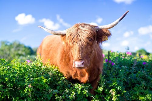 Schottisches Hochlandrind im Haager Westduinpark
