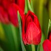 FLORA :Rote Tulpen von Photoart-Naegele