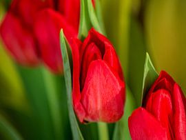 FLORA :Red tulips