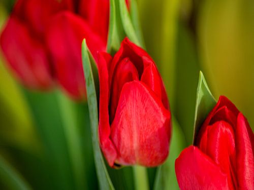 FLORA :Tulipes rouges