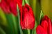FLORA :Rote Tulpen von Michael Nägele