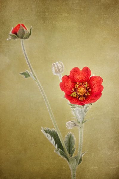 Erdbeerzeit von Anneliese Grünwald-Märkl