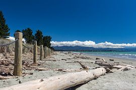 Driftwood along the coast of Rabbit Island in New Zealand
