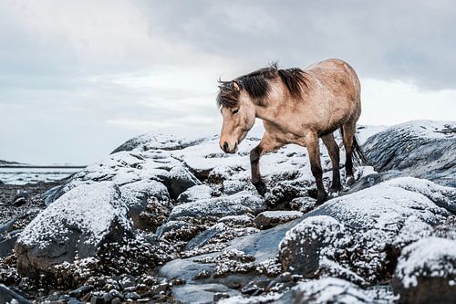 Paard op Besneeuwde Rotsen Stille Kracht in het Noorden