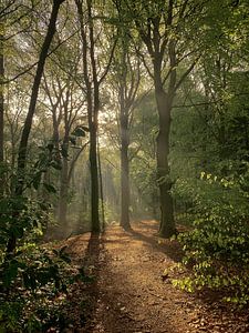 Morning in the forest
