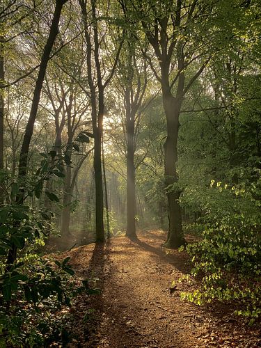 Ochtend in het bos