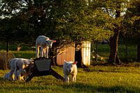 Lammetjes in de wei