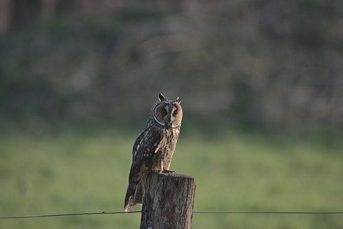 Long-eared Owl