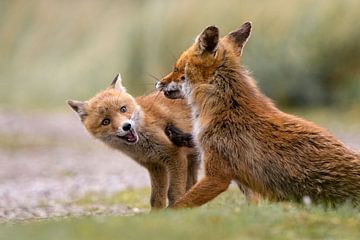 Mummy fox who's done with the playful nature of the youngster by bryan van willigen