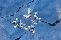 Frozen flowers in the ice