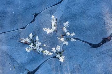 Bevroren bloemetjes in het ijs van Ate de Vries