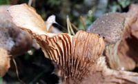 Herfst op haar hoogtepunt