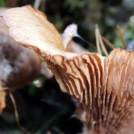 Herfst op haar hoogtepunt van Linda van der Steen