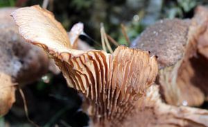Herfst op haar hoogtepunt