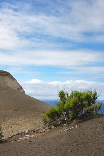 Lavavelden met een struik