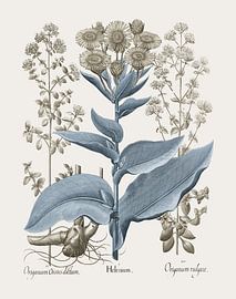 Basilius Besler-Elecampane and common Oregano