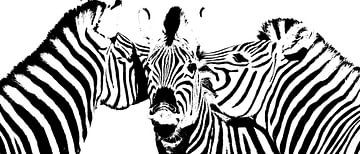 een zebra groep in zwart en wit van Werner Lehmann