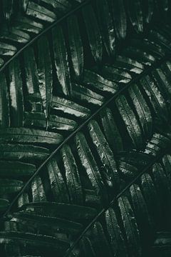Botanical leaves in the jungle by Nikkie den Dekker | travel & lifestyle photography