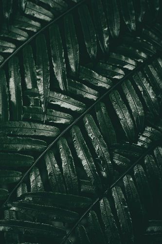 Botanical leaves in the jungle