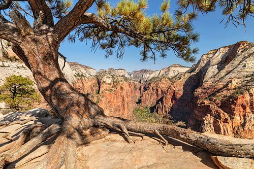 View from Angels Landing to Zion Canyon