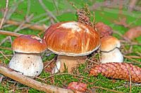 Porcini mushrooms in the forest