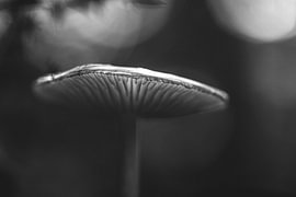 Pilz, schwarz-weiß von Lizette Warnars