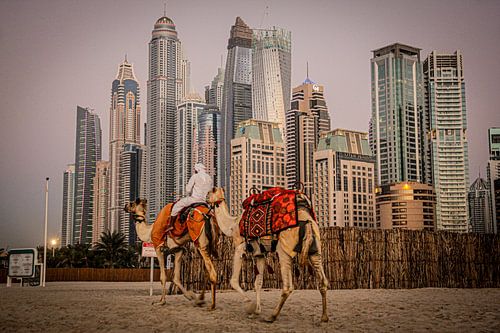 Les chameaux, Dubai et des Émirats arabes unis