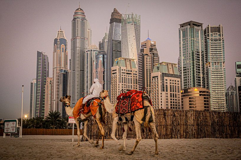 Kamele in Dubai, Vereinigten Arabischen Emirate von Travel Tips and Stories