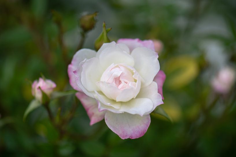 kleine rose von Tania Perneel