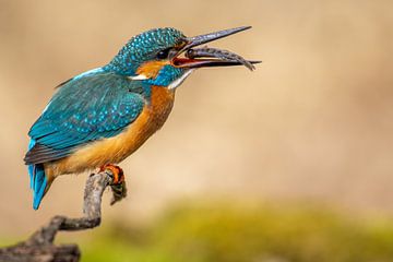 IJsvogel met vis van Dennis Eckert