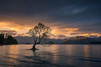 Sunset @ Wanaka Tree (Lake Wanaka, New Zealand)