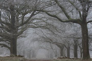 Enchanted forest avenue by René Jonkhout