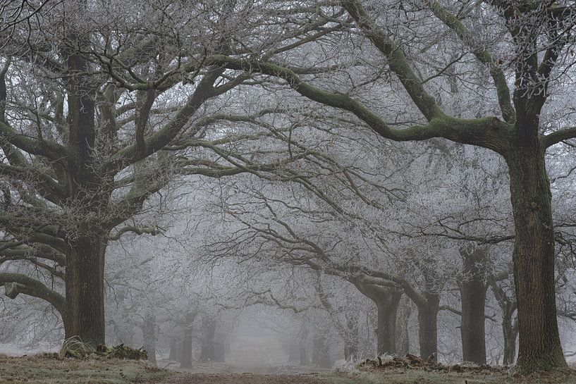 Enchanted forest avenue by René Jonkhout