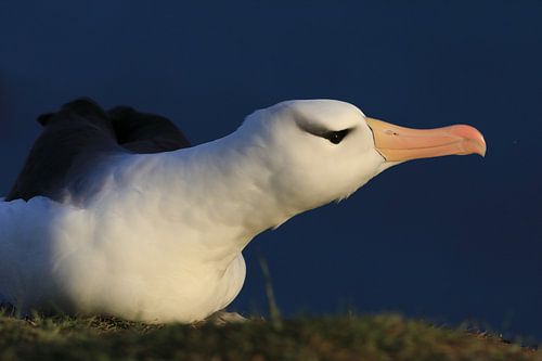 Black-browed Albatros ( Thalassarche melanophris ) or Mollymawk Helgoland Island Germany