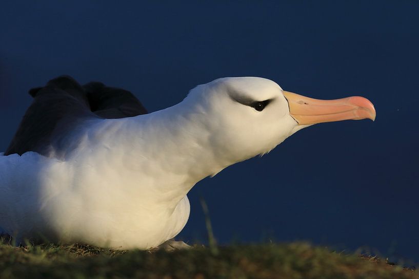 Black-browed Albatross ( Thalassarche melanophris ) or Mollymawk Helgoland Island Germany by Frank Fichtmüller