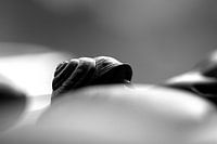 escargot