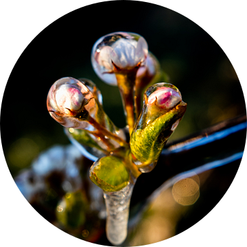 Heerlijk beeld van bevroren appelbloesem in de boomgaard van Arthur Puls Photography
