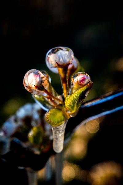 Schönes Bild der gefrorenen Apfelblüte im Obstgarten von Arthur Puls Photography