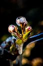 Schönes Bild der gefrorenen Apfelblüte im Obstgarten von Arthur Puls Photography Miniaturansicht