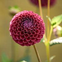 Dahlien