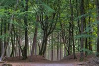 Im Wald